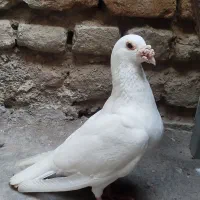 سفید عراقی