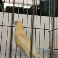 دو عدد قناری جوجه ریزه خوان|پرنده|اردبیل, |دیوار