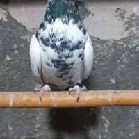 کبوترپرشی|پرنده|پاکدشت, پارچین|دیوار