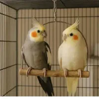 عروس  هلندی بالغ