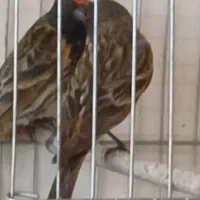 بخاطره جا ندارم میخوام ردشون  کنم
