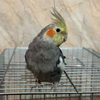 عروس هلندی گمشده