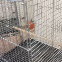 قفس پرنده|لوازم جانبی حیوانات|اندیشه, اندیشه فاز ۵|دیوار