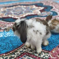 یک جفت خرگوش مولد با یدونه بچه مجموع سه عدد