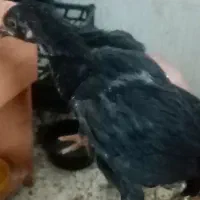 جوجه 3ماه 225
