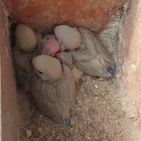 کوتوله آماده دستی خوش رنگ ومرغ عشق هفت رنگ