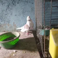 پرشی تضمینی|پرنده|قشم, |دیوار