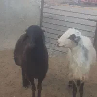 فروش بره قوچ افشار