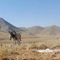 الاغ .خر گله|حیوانات مزرعه|اصفهان, اشکاوند|دیوار