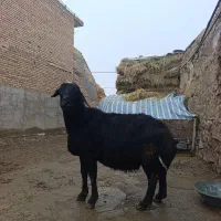 قوچ|حیوانات مزرعه|هریس, |دیوار