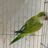 جوجه راهب اوپلاین تازه نرمه خور دستی