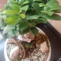 بنسای فیکوس|گل و گیاه طبیعی|تهران, نیروی هوایی (پیروزی)|دیوار