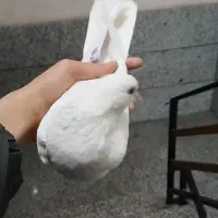 کفتر|حیوانات|پردیس, فاز ۱|دیوار