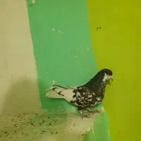 یال سیاه گلدار