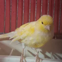 جفت قناری مولد|پرنده|بندر ماهشهر, |دیوار