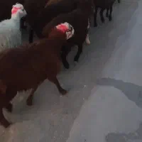 بره نر افشار سرخ درجه یک