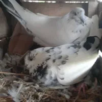 کبوتر پرشی یک جا
