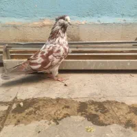 کفتر شمرونی سرو کله دار اخمو|پرنده|تهران, تهرانسر شرقی|دیوار