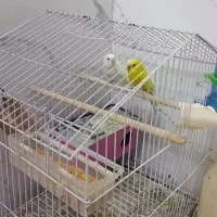 پرنده مرغ عشق