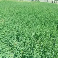 فروش ۲.۵ تن یونجه