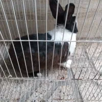 خرگوش نر بالغ
