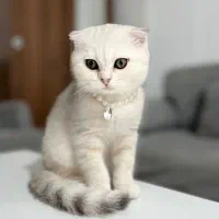 گربه اسکاتیش بریتیش