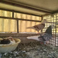 تعدادی کفتر پرشی عالی و سالم