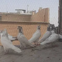 کفترپرشی