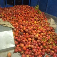 انار جاده ساوه هم خوراکی مجلسی وربی|عمدهفروشی|اسلامشهر, شهرک مصطفی خمینی|دیوار