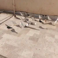 پرنده|پرنده|قم, انسجام|دیوار