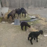 سلام سه عدد بره شیری نر سه عدد میش آبستن