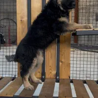 سگ ژرمن شولاین