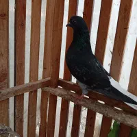 کفتر|پرنده|آق قلا, |دیوار