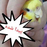 عروس هلندی پیدا شده