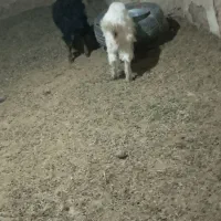 فروش بزغاله