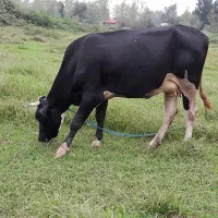 گاو چهار ماه حامله بچه دوم آمپول منت بیلیارد ۳۴۰