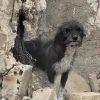 حیوان|سگ|زابل, |دیوار