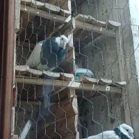 طوقی