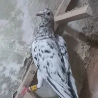 کبوتر خرطومدار|پرنده|نیشابور, شهرک بهارستان|دیوار