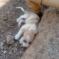 توله پاکوتاه نر بازیگوش 2ماهه