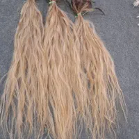 مو برای اکستنشن بدون مو خوره و سوختن  رنگ بلوند