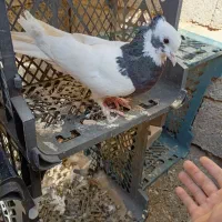کبوتر|پرنده|شیراز, تل حسین‌آباد|دیوار