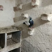 کفترطوقی|حیوانات|اردبیل, |دیوار