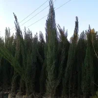 انواع نخل ونهال مرکبات|خدمات باغبانی و درختکاری|یزد, |دیوار