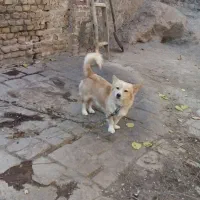 سگ خوشگل پاکوتاه