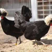 *شرکت طیور ایثار*