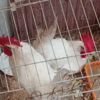 خروس سفید و گوشتی ارگانیک ، دستی و آرام بسیار زیبا
