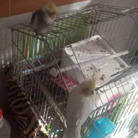 عروس طوطی|پرنده|الوند, |دیوار