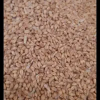 گندم بذری رقم میهن|خدمات باغبانی و درختکاری|الشتر, |دیوار