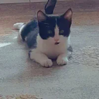 واگذاری گربه